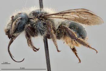 Media type: image;   Entomology 795030 Aspect: habitus lateral view